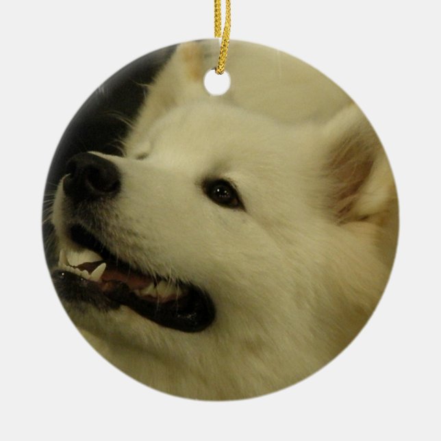 Ornamento del perrito del samoyedo (Frente)