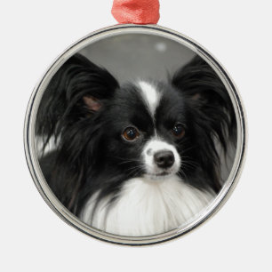 Ornamento del perro de Papillon