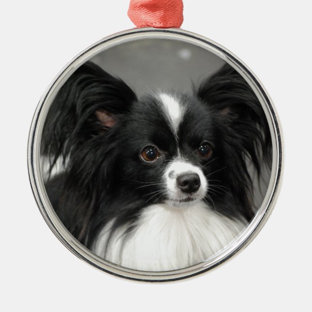 Ornamento del perro de Papillon (Frente)
