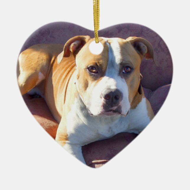 Ornamento del perro de Pitbull (Frente)