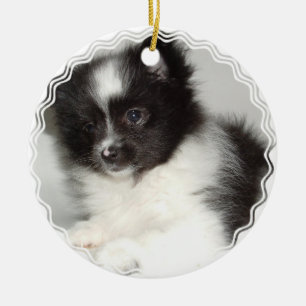Ornamento del perro de Pomeranian del juguete