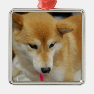 Ornamento del perro de Shiba Inu