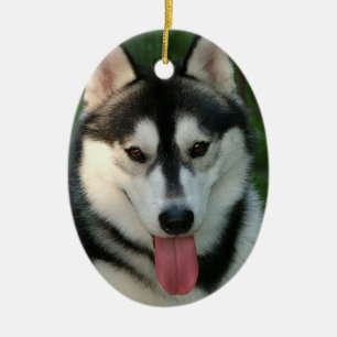 Ornamento del perro de trineo