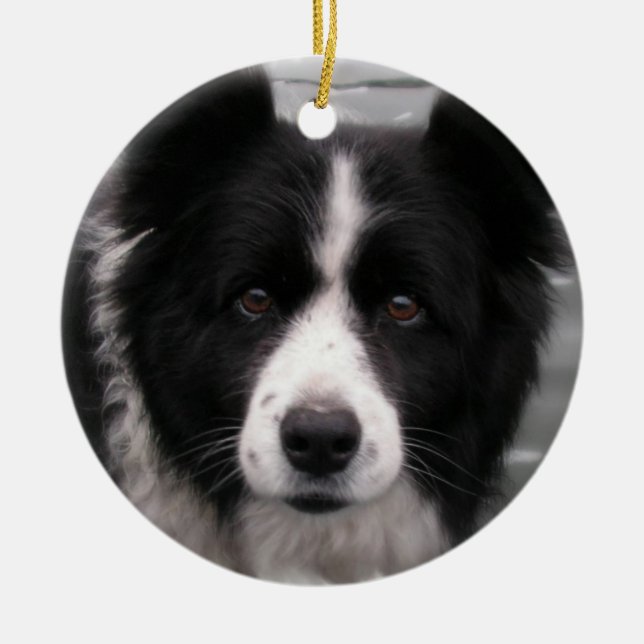 Ornamento del perro del border collie (Frente)