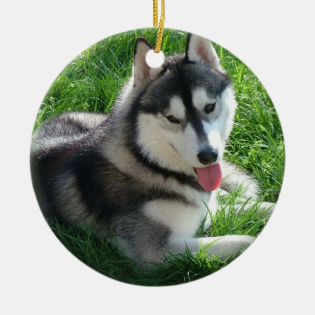 Ornamento del perro del husky siberiano (Frente)