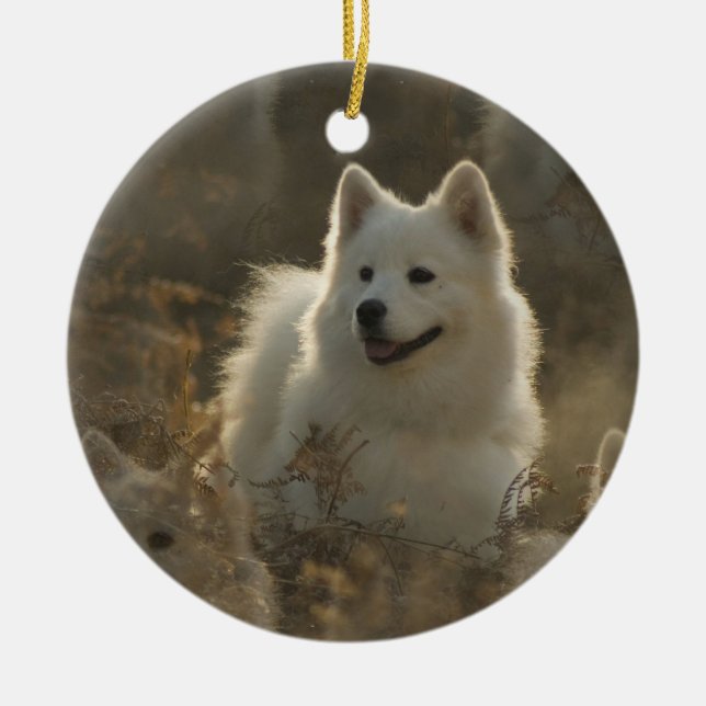 Ornamento del perro del samoyedo (Frente)