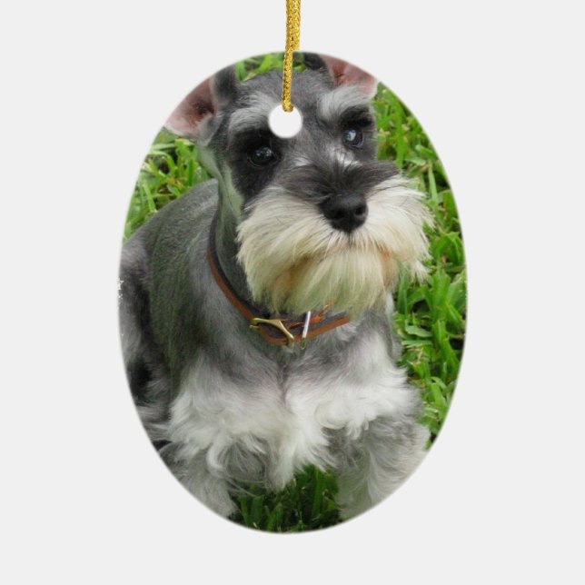 Ornamento del perro del Schnauzer (Frente)