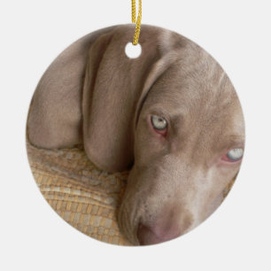 Ornamento del perro el dormir Weimeraner