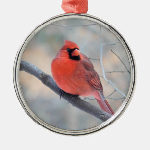 Ornamento del Personalizado del Cardenal Creek