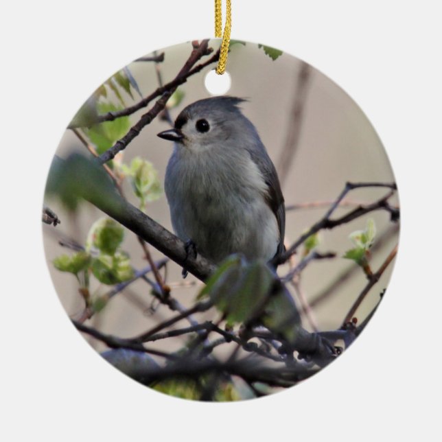 Ornamento del Titmouse copetudo (Frente)