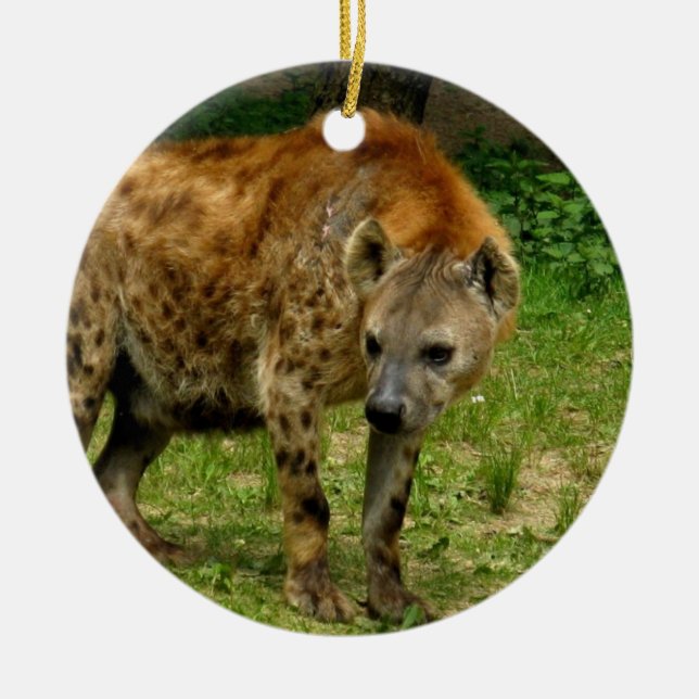 Ornamento del vagabundeo del Hyena (Frente)