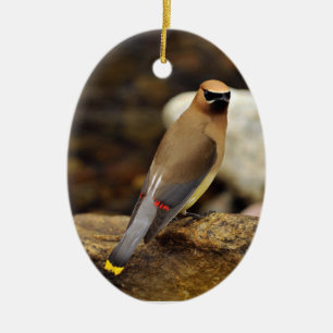 Ornamento del Waxwing de cedro