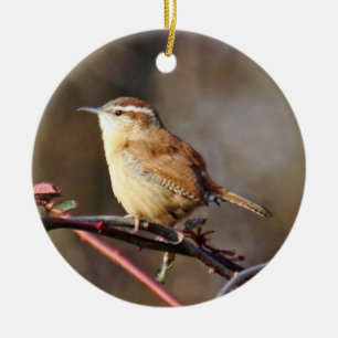Ornamento del Wren de Carolina