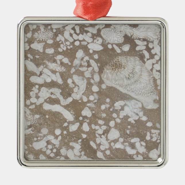 Ornamento Devonio Fossil Brown & White Christmas (Frente)