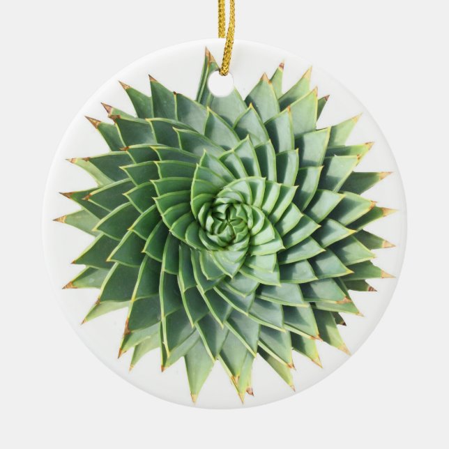 Ornamento espiral del Succulent del áloe (Frente)