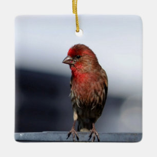 Ornamento Finch de la casa masculina