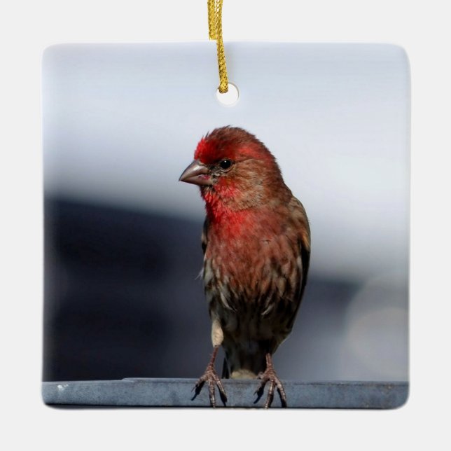 Ornamento Finch de la casa masculina (Anverso)
