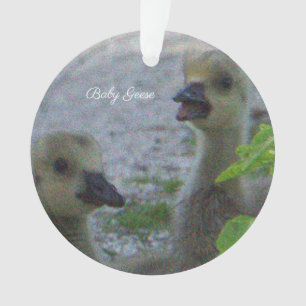 Ornamento fotográfico de Baby Geese