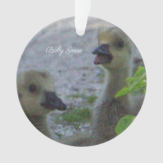 Ornamento fotográfico de Baby Geese (Anverso)
