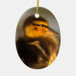 Ornamento fotográfico de duckling