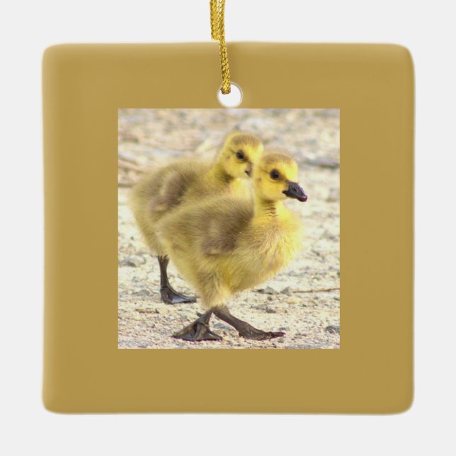 Ornamento fotográfico de Goslings (Anverso)