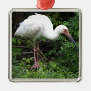 Ornamento fotográfico Ibis blanco