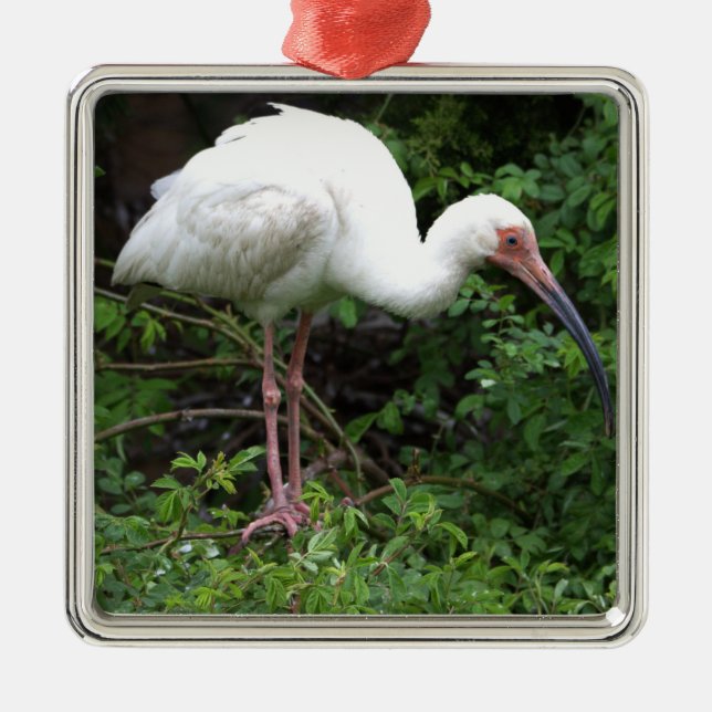 Ornamento fotográfico Ibis blanco (Frente)