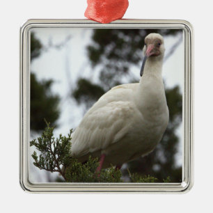 Ornamento fotográfico Ibis blanco