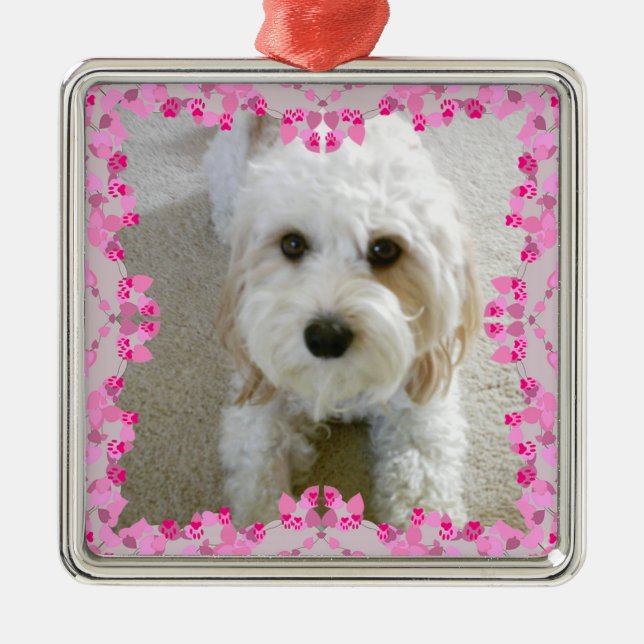 Ornamento fotográfico personalizado de Cavachon, p (Frente)