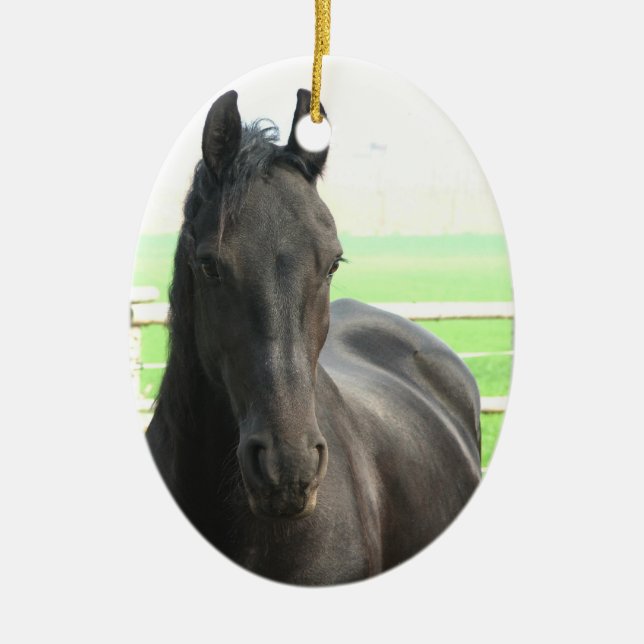 Ornamento frisio negro del caballo (Frente)