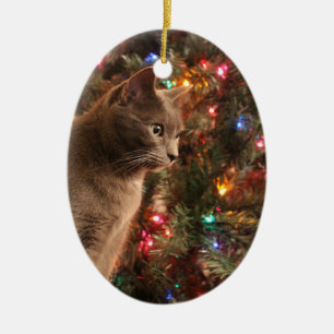 Ornamento gris del gato