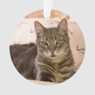 ornamento gris del gato de tabby