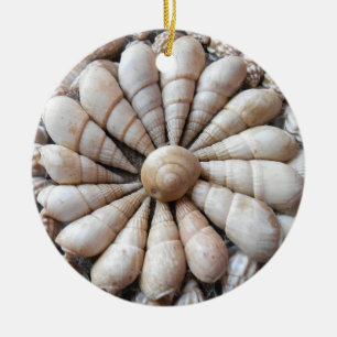Ornamento hermoso de la circular del Seashell