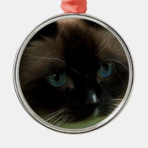 Ornamento hermoso del gato de Ragdoll