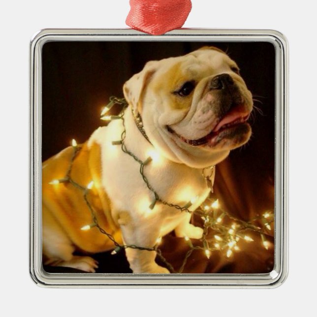 Ornamento inglés del árbol de navidad del bulldog (Frente)