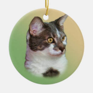 Ornamento inquisitivo de ojos brillantes del gato