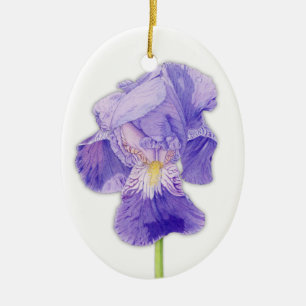 Ornamento iris púrpura