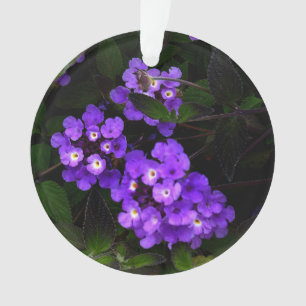 Ornamento Lantana #1 en el sendero púrpura