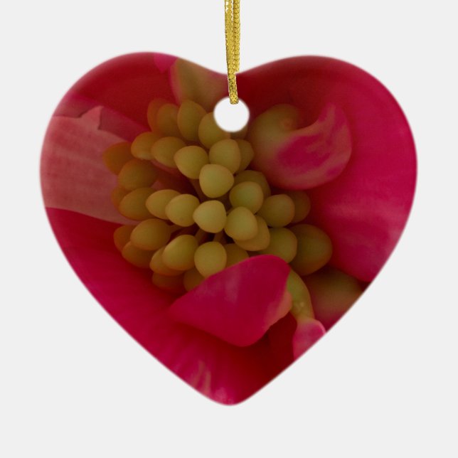 Ornamento macro de Begonia Stamen rosa (Frente)