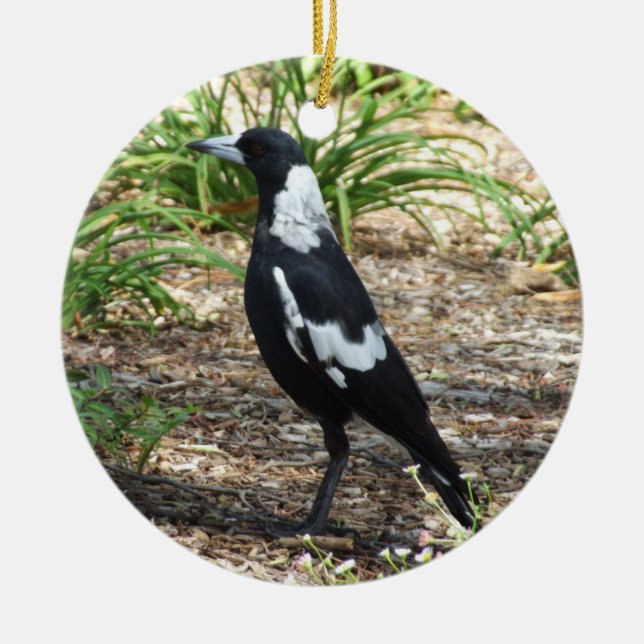 Ornamento magpie australiano (Frente)