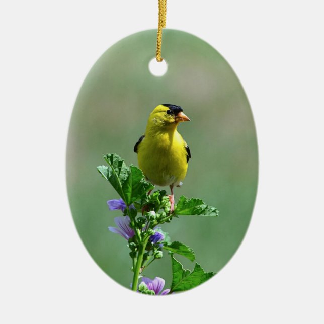 Ornamento masculino de Goldfinch (Frente)