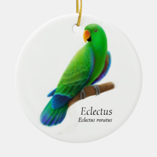 Ornamento masculino del loro de Eclectus