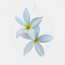 Ornamento Metalizado en la flor de Plumeria blanca