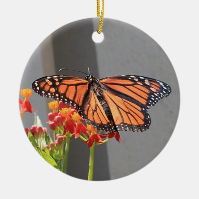 Ornamento monarca (Frente)