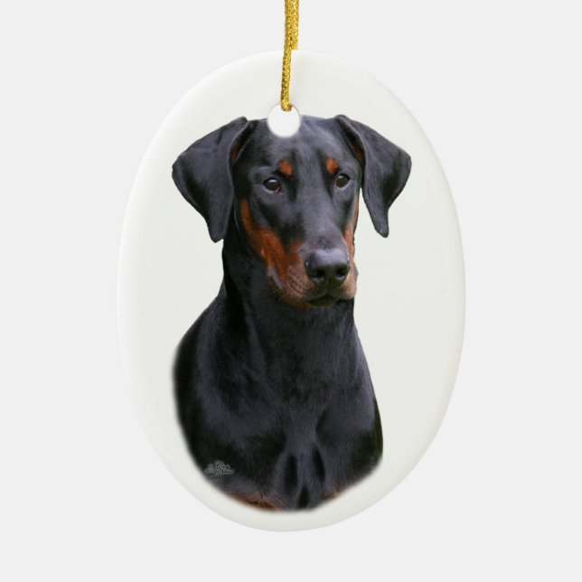 Ornamento natural de los oídos del Pinscher negro (Frente)