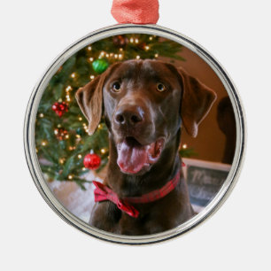 Ornamento navideño de Chocolate Lab