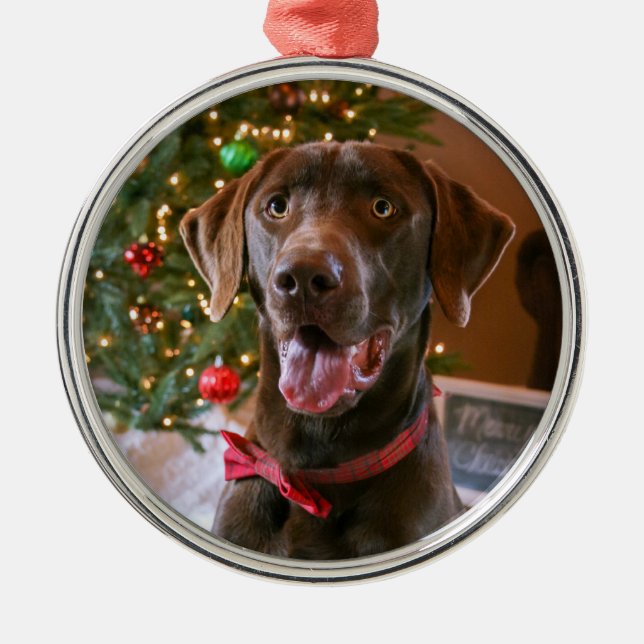 Ornamento navideño de Chocolate Lab (Frente)