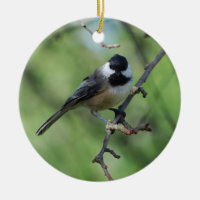 ornamento Negro-capsulado del Chickadee