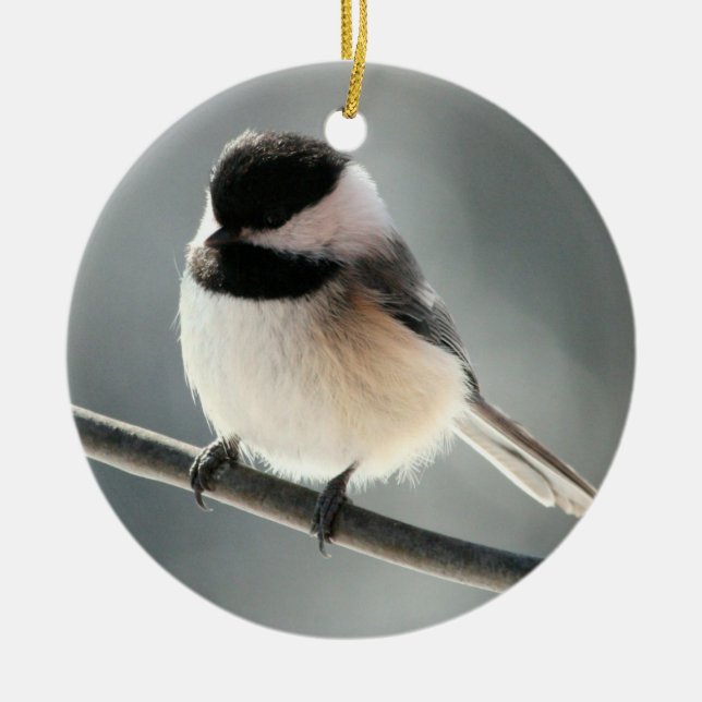 ornamento Negro-capsulado del Chickadee (Frente)