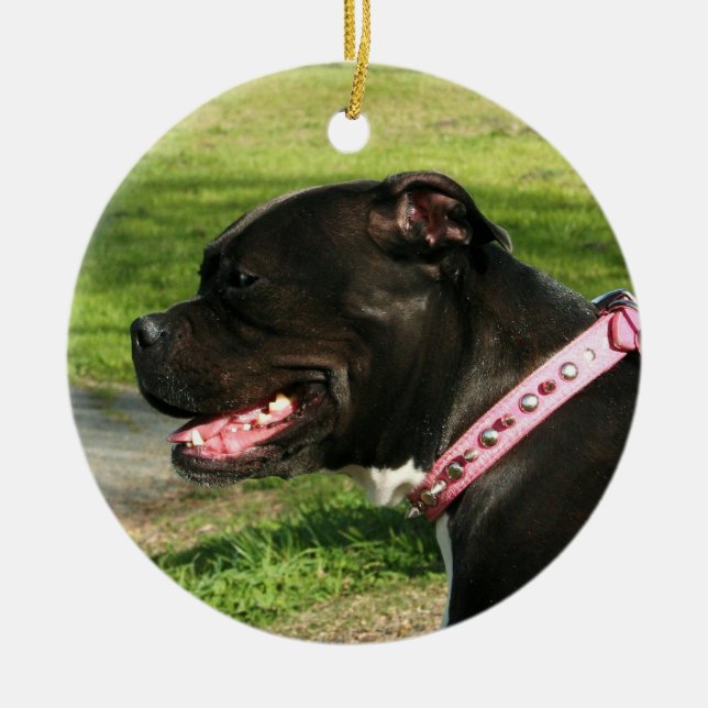 Ornamento negro del pitbull (Frente)